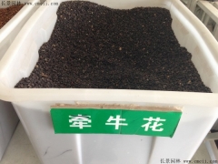 牽?；ǚN子