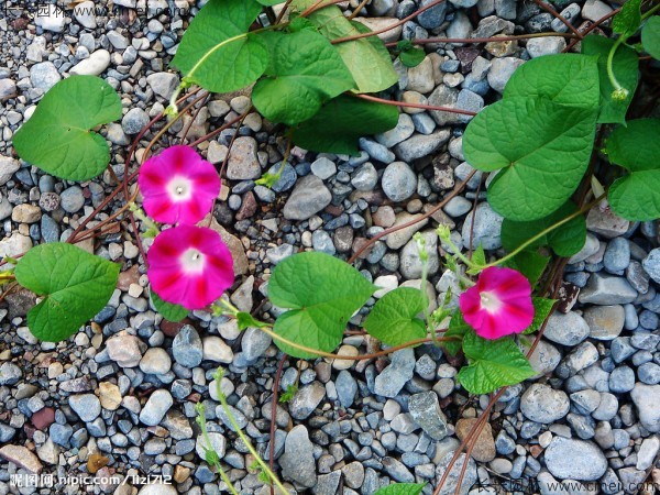 牽?；ǚN子發(fā)芽出苗開花圖片