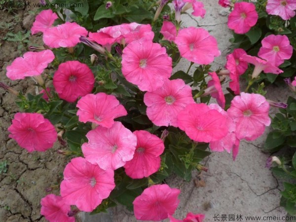 牽?；ǚN子發(fā)芽出苗開花圖片