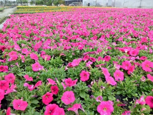 牽?；ǚN子發(fā)芽出苗開花圖片