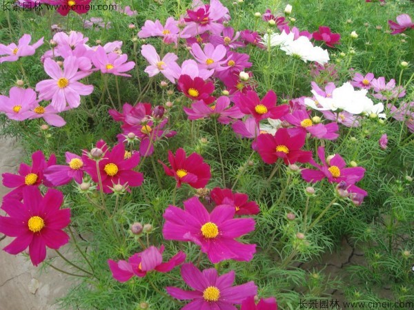 格?；ǚN子發(fā)芽出苗開花圖片
