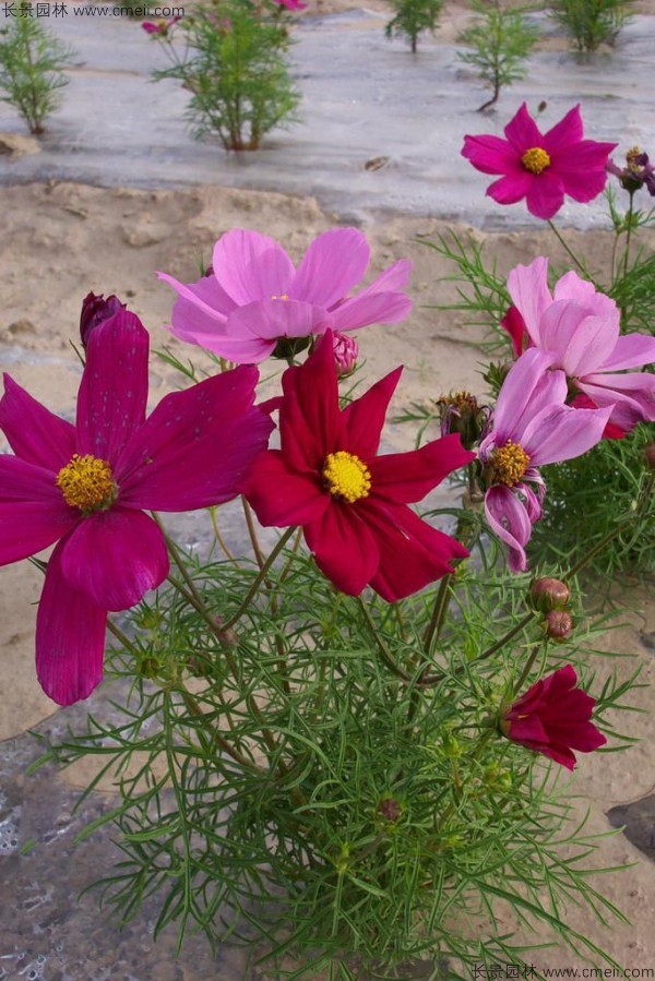 格?；ǚN子發(fā)芽出苗開花圖片