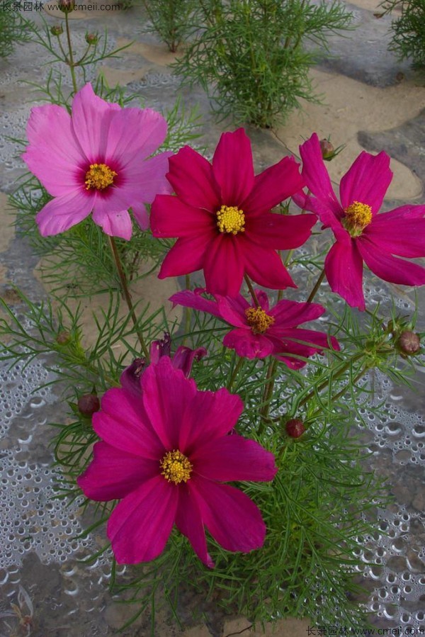 格?；ǚN子發(fā)芽出苗開花圖片