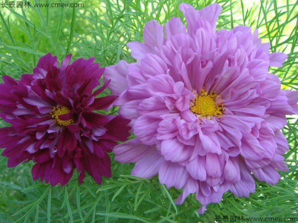 格?；ǚN子發(fā)芽出苗開花圖片