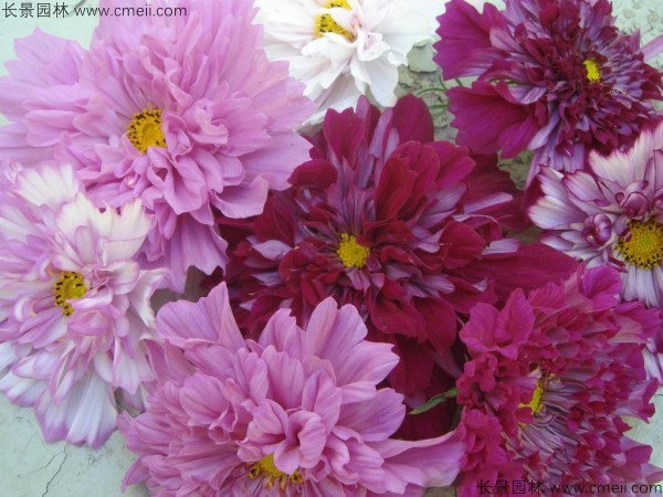 格?；ǚN子發(fā)芽出苗開花圖片