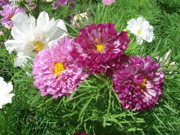 格?；ǚN子發(fā)芽出苗開花圖片