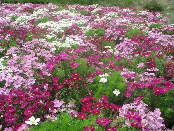 格?；ǚN子發(fā)芽出苗開花圖片