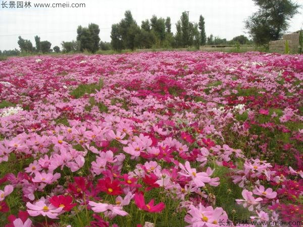 格?；ǚN子發(fā)芽出苗開花圖片